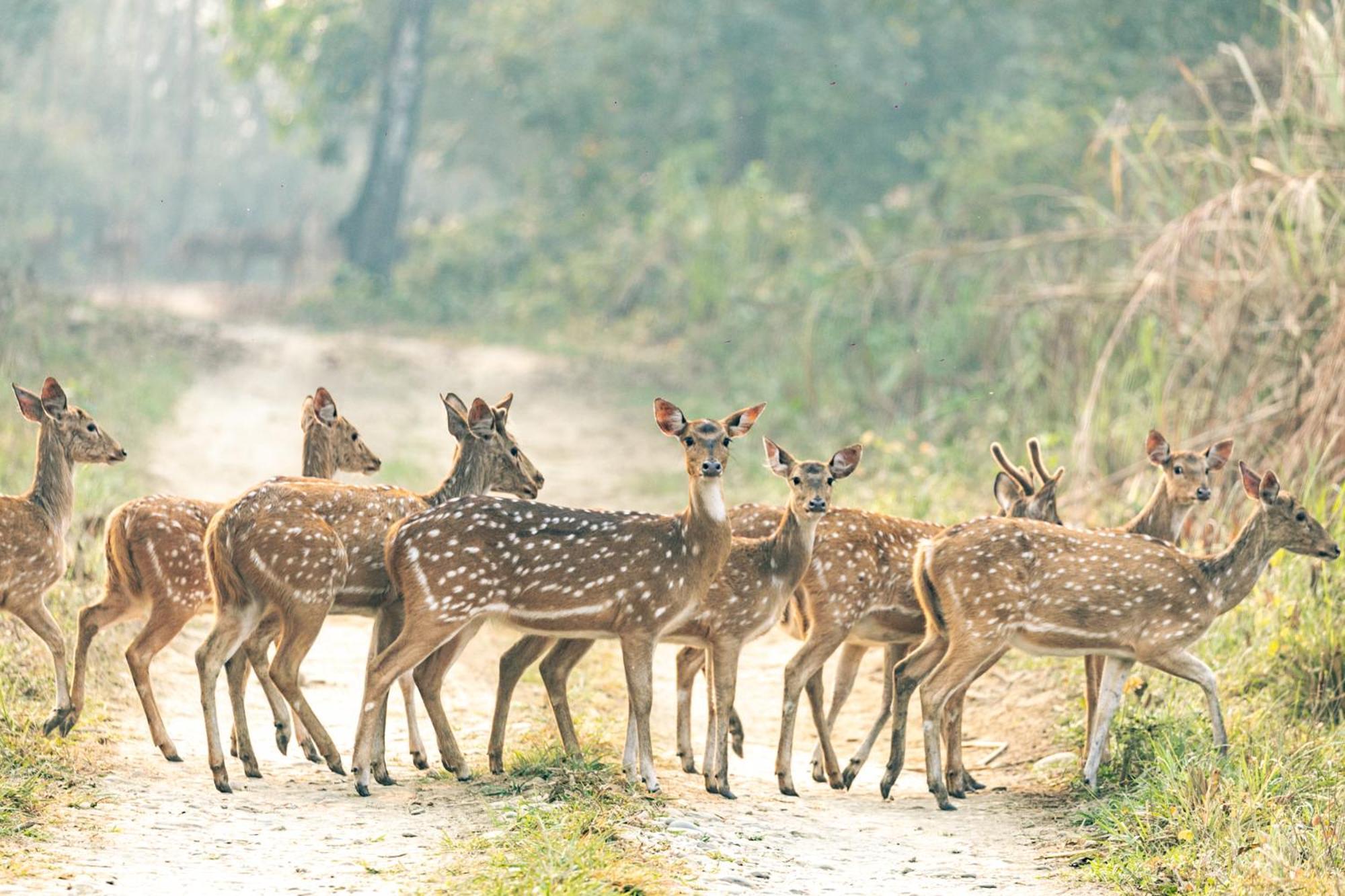 Hotel Kasara Chitwan Patlahara Exteriér fotografie